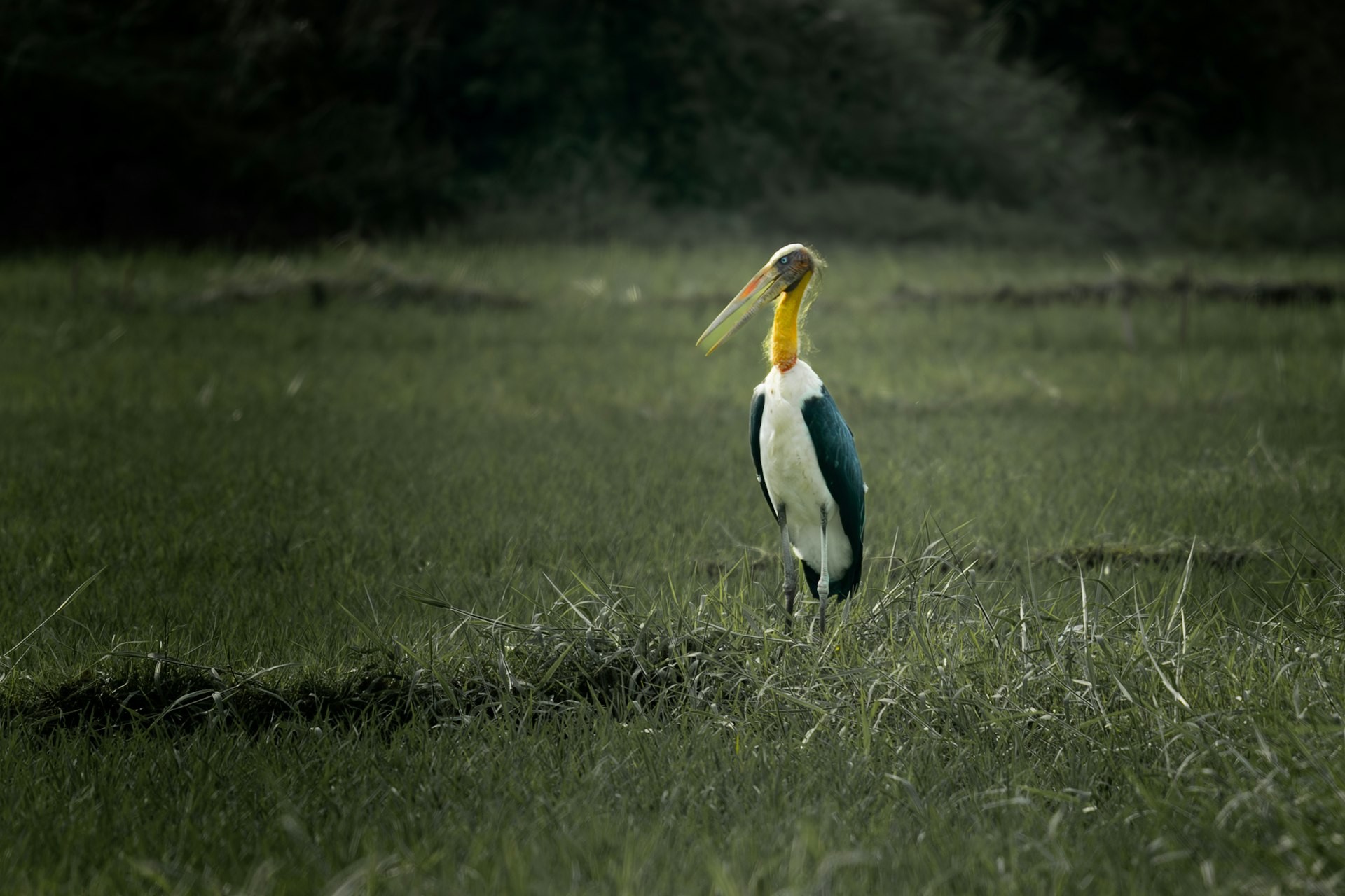 A large bird stands in a grassy field.